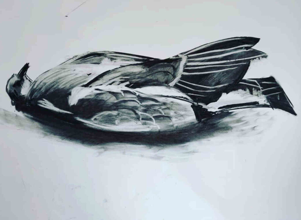 Pigeon still life
